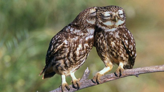 greatest owl pictures
