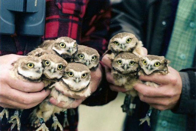 greatest owl pictures 1
