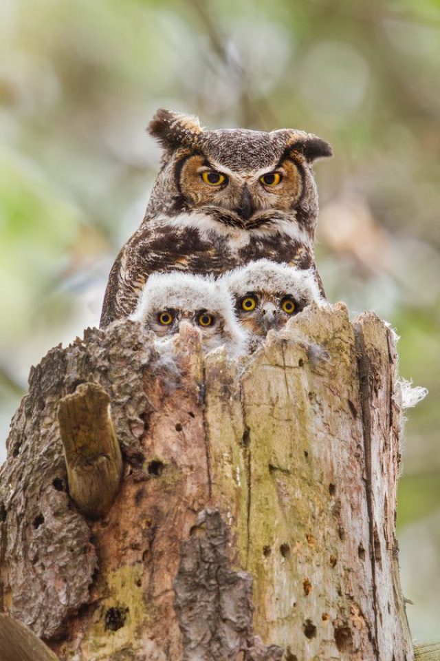 greatest owl pictures 100