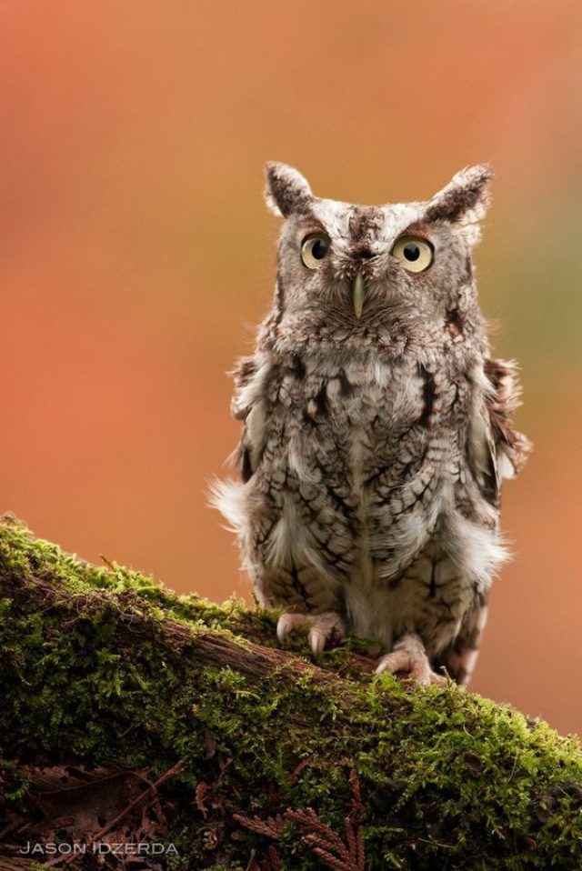 greatest owl pictures 11
