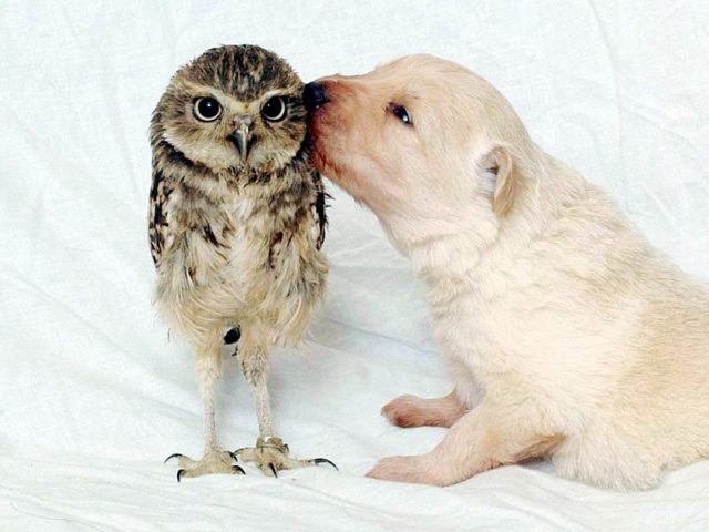greatest owl pictures 13