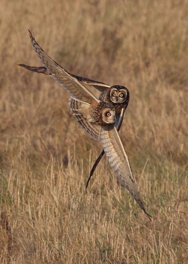 greatest owl pictures 14