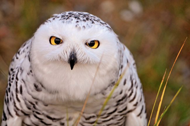 greatest owl pictures 16