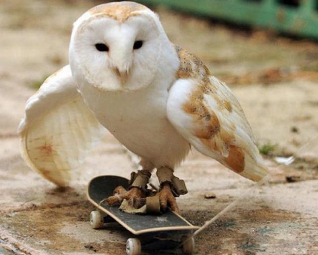 greatest owl pictures 17