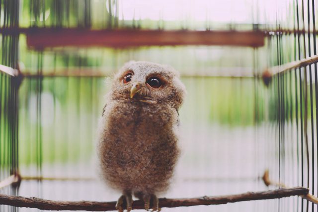 greatest owl pictures 2