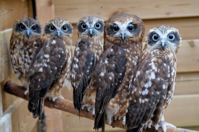 greatest owl pictures 21
