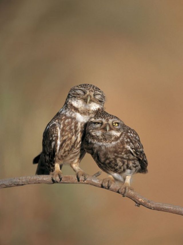 greatest owl pictures 23