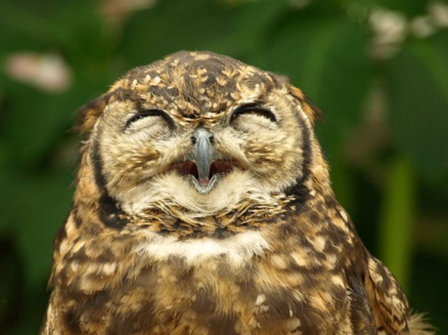 greatest owl pictures 24