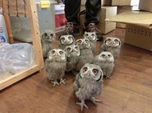 greatest owl pictures 25
