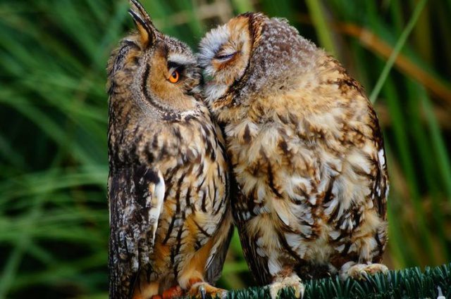 greatest owl pictures 26