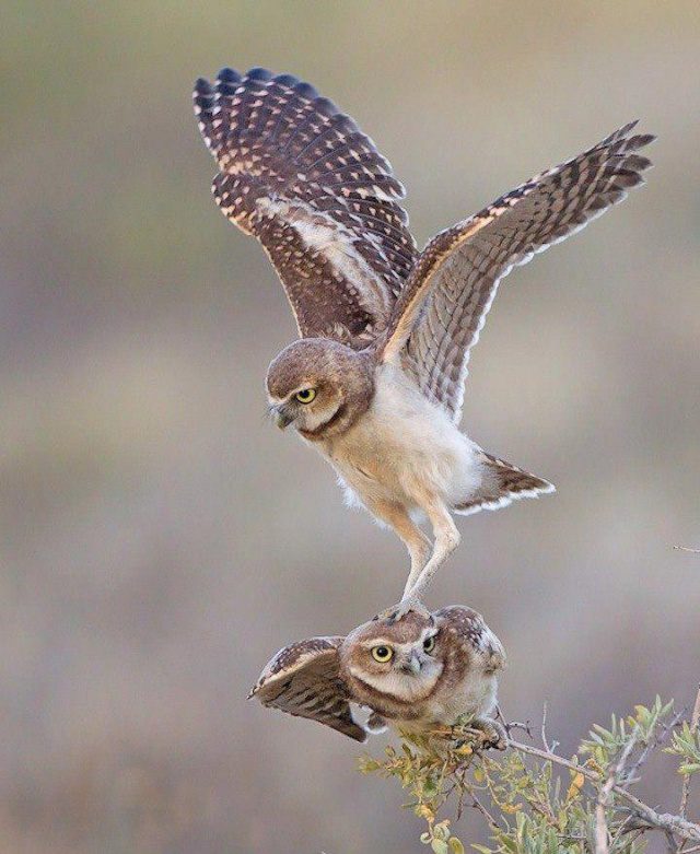 greatest owl pictures 27