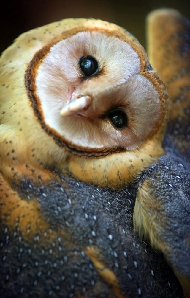 greatest owl pictures 3