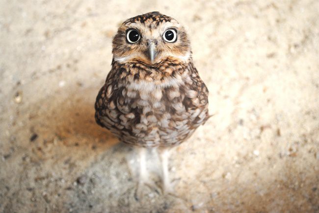 greatest owl pictures 31