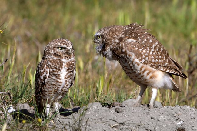 greatest owl pictures 32