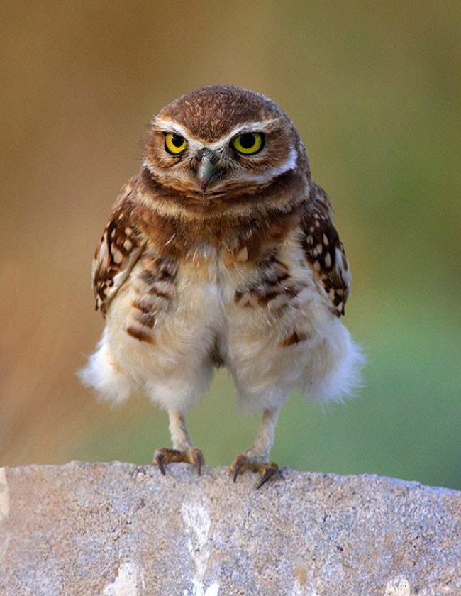 greatest owl pictures 33