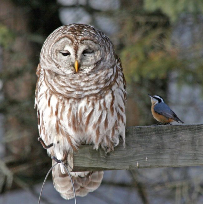 greatest owl pictures 34