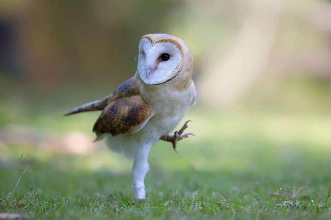 greatest owl pictures 37