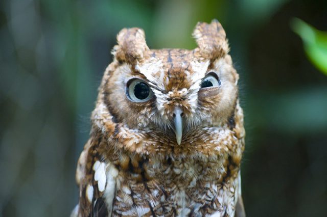 greatest owl pictures 40