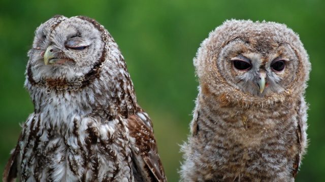greatest owl pictures 42