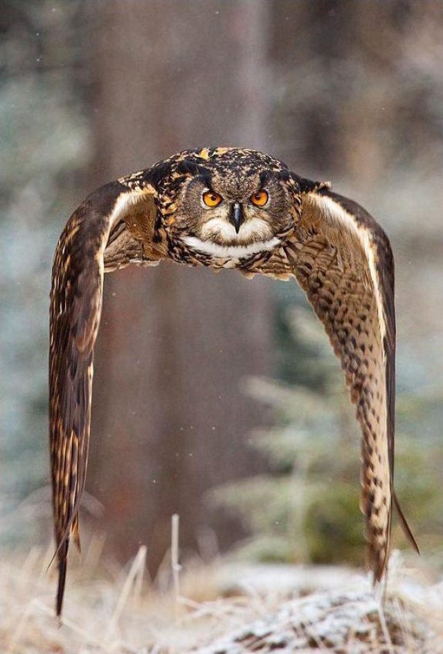 greatest owl pictures 43
