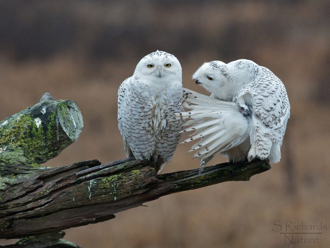 greatest owl pictures 44