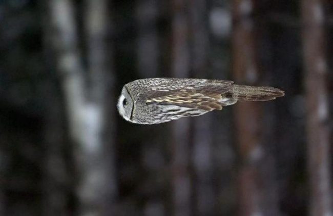 greatest owl pictures 46