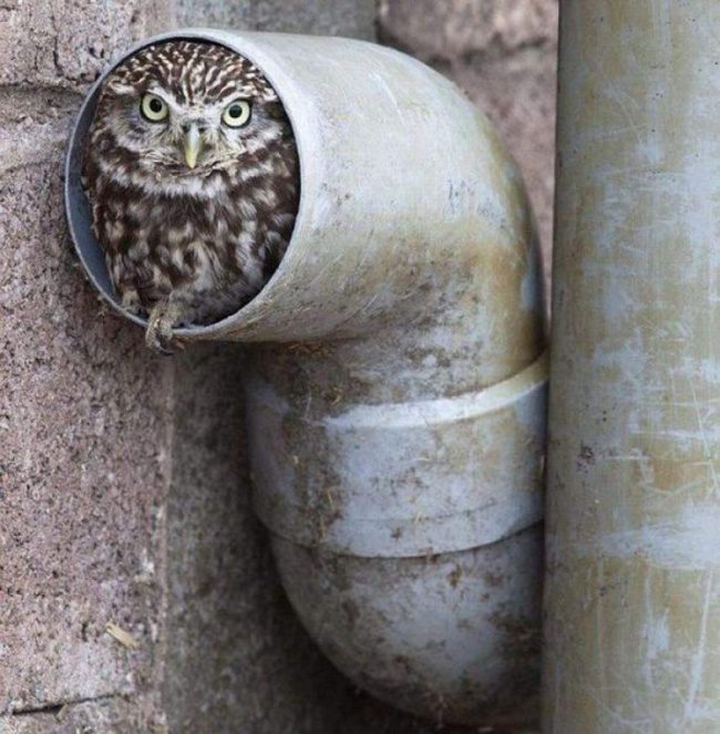greatest owl pictures 47