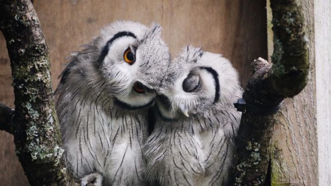greatest owl pictures 48