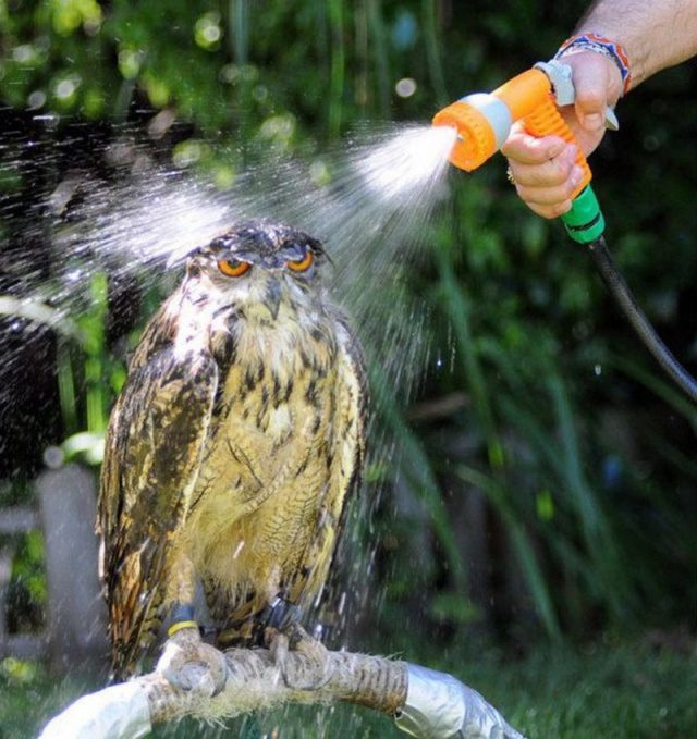 greatest owl pictures 5