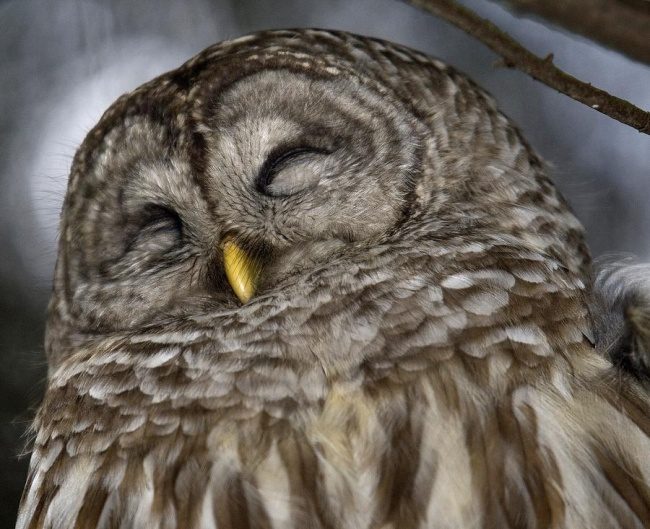 greatest owl pictures 50