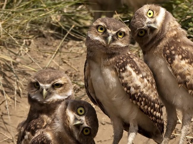 greatest owl pictures 56
