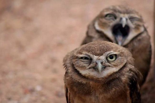greatest owl pictures 58