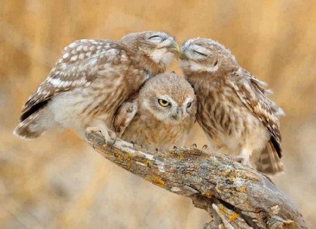 greatest owl pictures 59