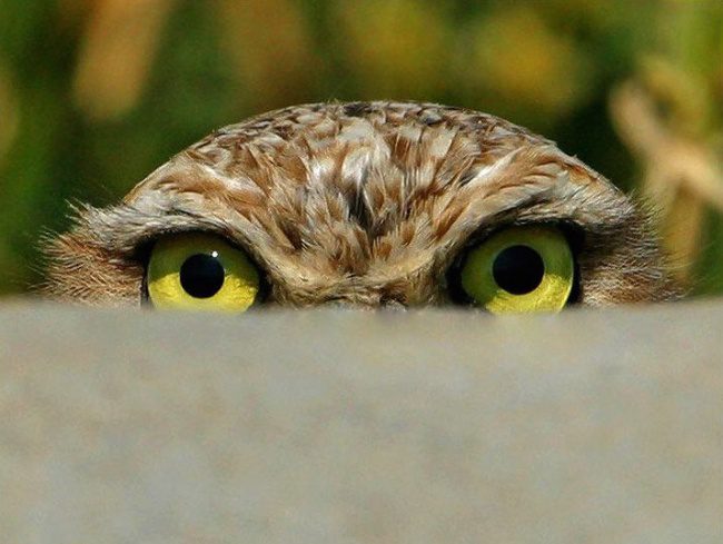 greatest owl pictures 62