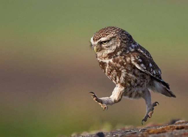 greatest owl pictures 64