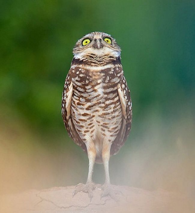 greatest owl pictures 66
