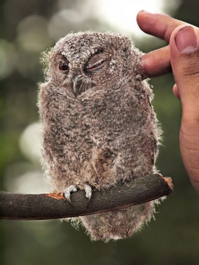 greatest owl pictures 7