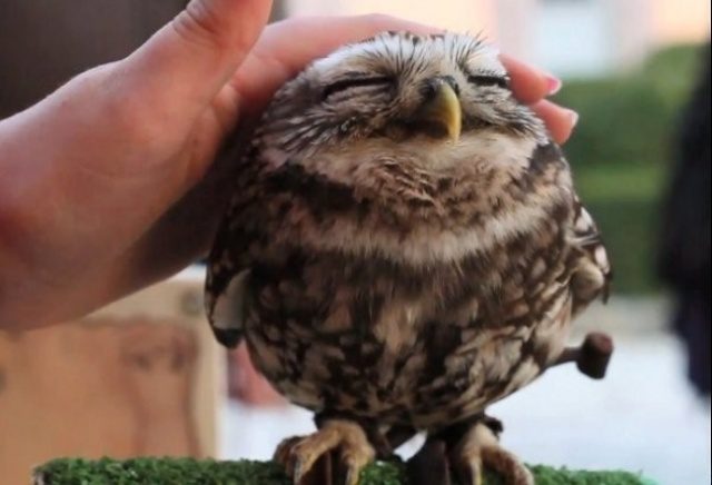 greatest owl pictures 70