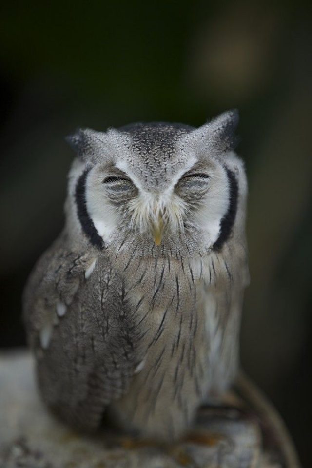 greatest owl pictures 71