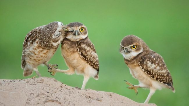 greatest owl pictures 72