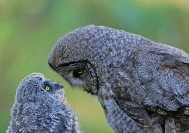 greatest owl pictures 73