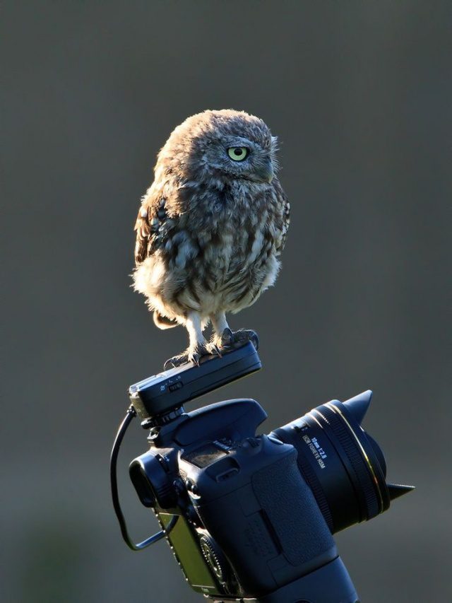greatest owl pictures 8
