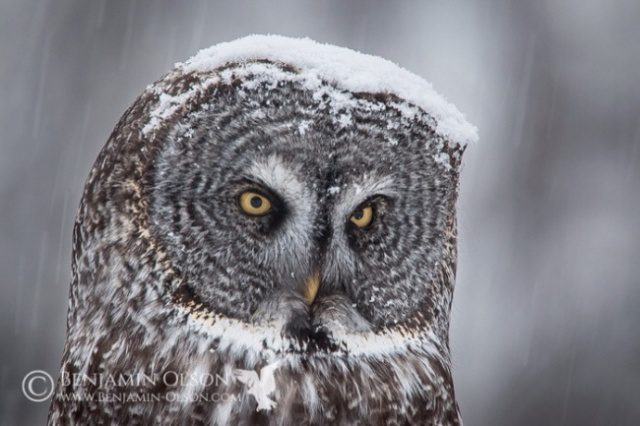 greatest owl pictures 81