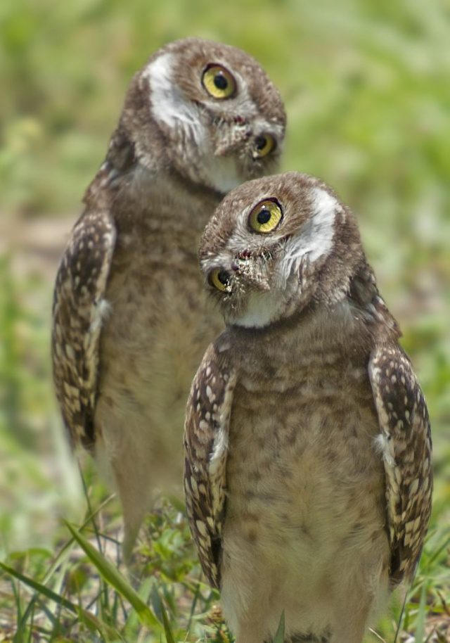 greatest owl pictures 85