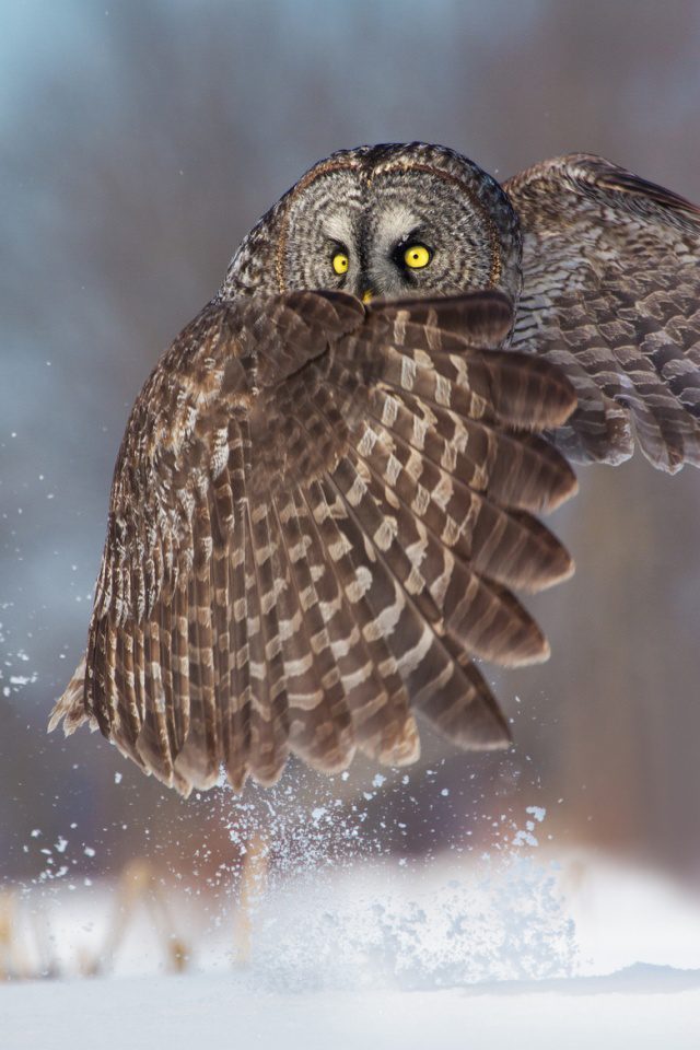 greatest owl pictures 87