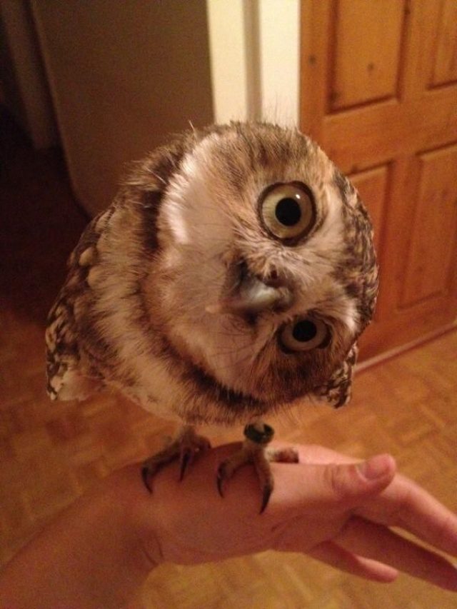 greatest owl pictures 91