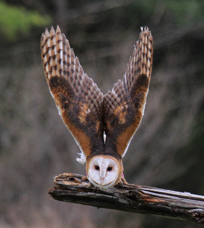greatest owl pictures 97