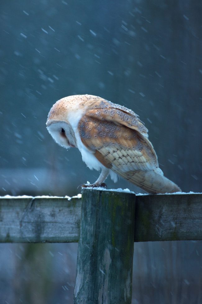 greatest owl pictures 99