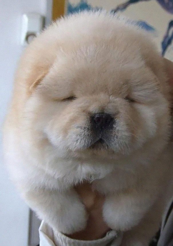 cutest puppies in the world 16