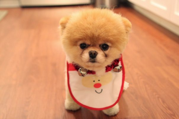 cutest puppies in the world 18